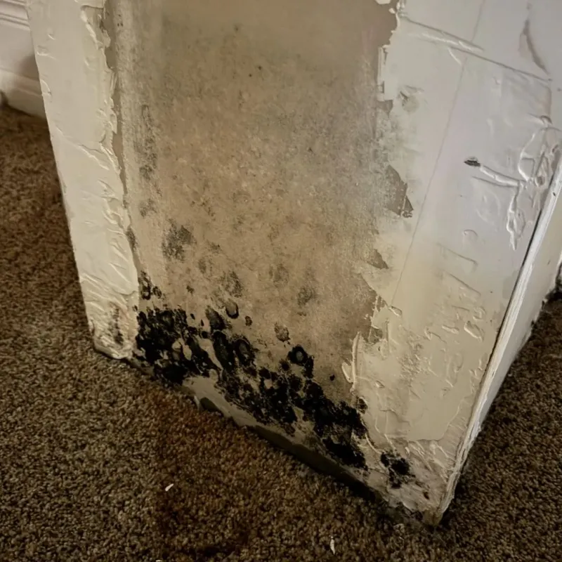 Professional Mold Removal in Wilberforce, OH